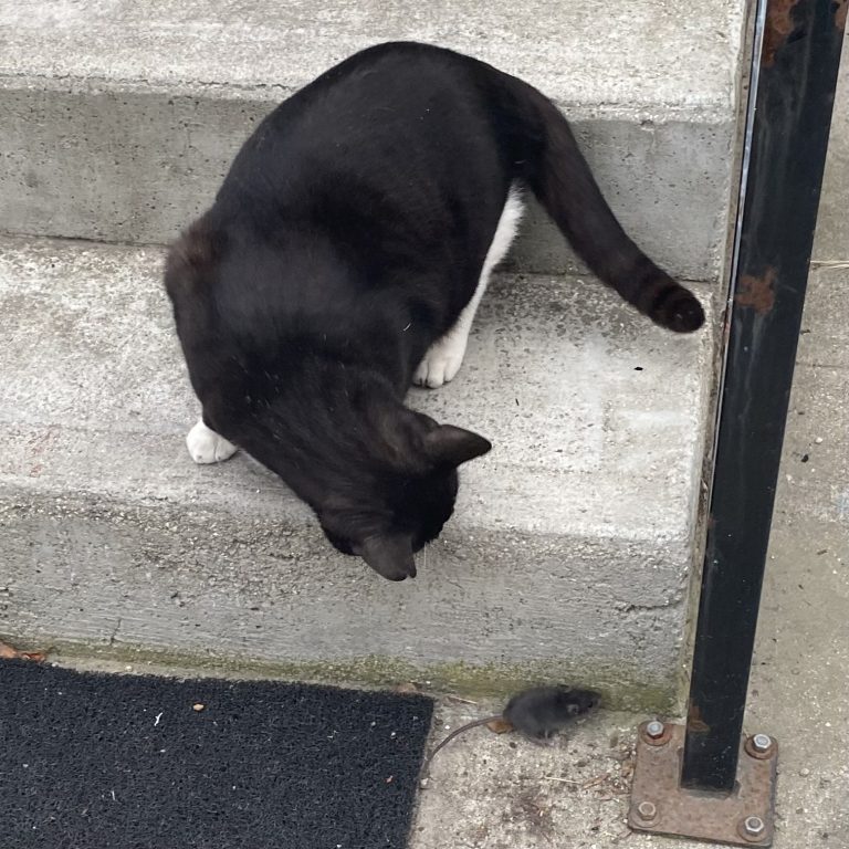 The Sinner and the Prophet